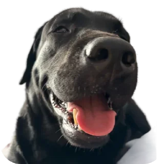 Стикер жжпп - 5