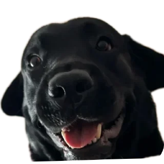 Стикер жжпп - 1