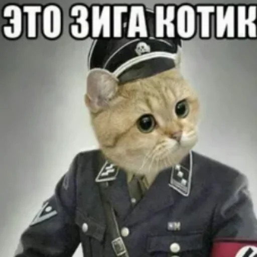 СМС кошка животное