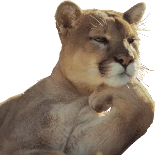 Стикер Больше стикеров → @funny_stickers_robot - 9