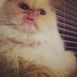 Стикер Больше стикеров → @funny_stickers_robot - 0