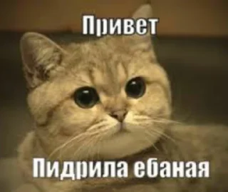 Sticker OK by zlaya ytka - 6