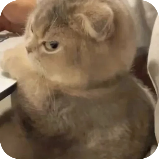 Зли Мейн @злимейн - 