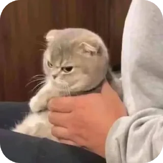 Sticker Зли Мейн @злимейн - 3