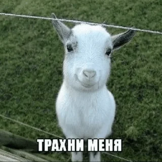 Sticker Злоебучие стикеры от @b4rs3q - 8