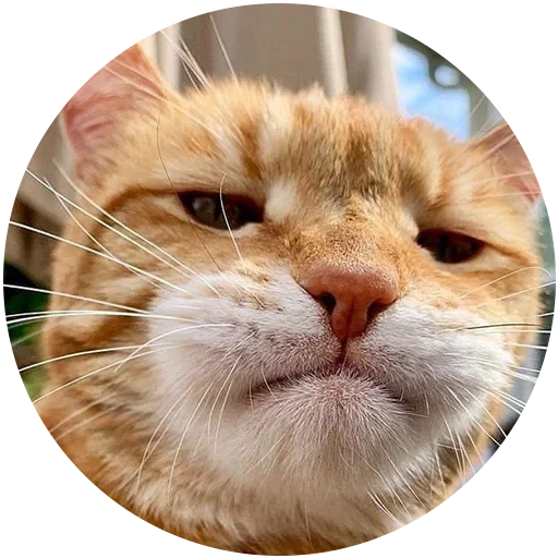 mammal animal small to medium-sized cats