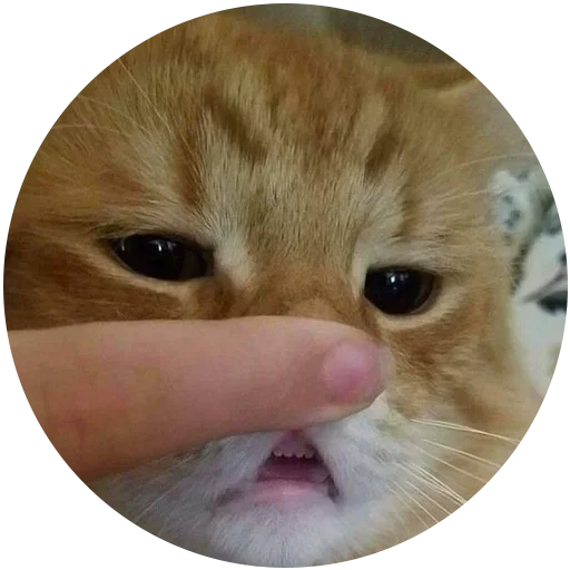 small to medium-sized cats felidae cat