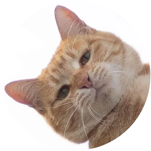 mammal animal domestic cat