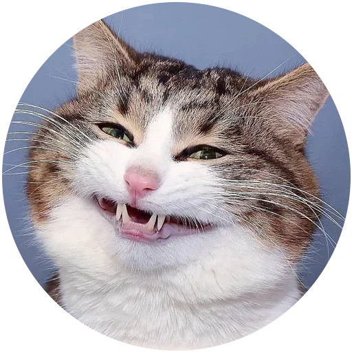 mammal animal whiskers