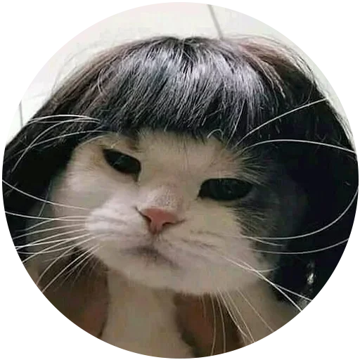 Злой Кот - кошки малого и среднего размера