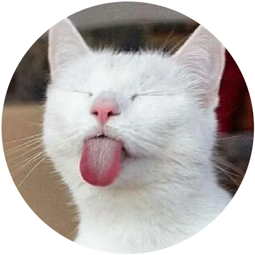 mammal animal small to medium-sized cats