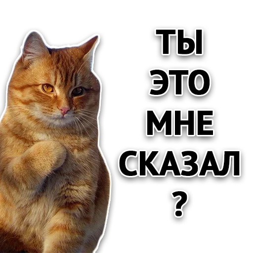 животное млекопитающее домашняя кошка