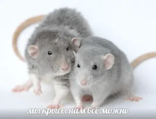 Стикер memes - 5