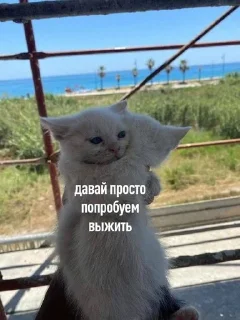 Стикер memes - 7
