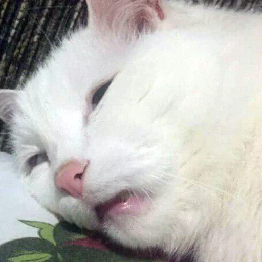 mammal animal small to medium-sized cats