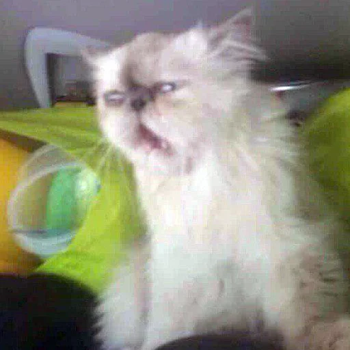 indoor small to medium-sized cats cat