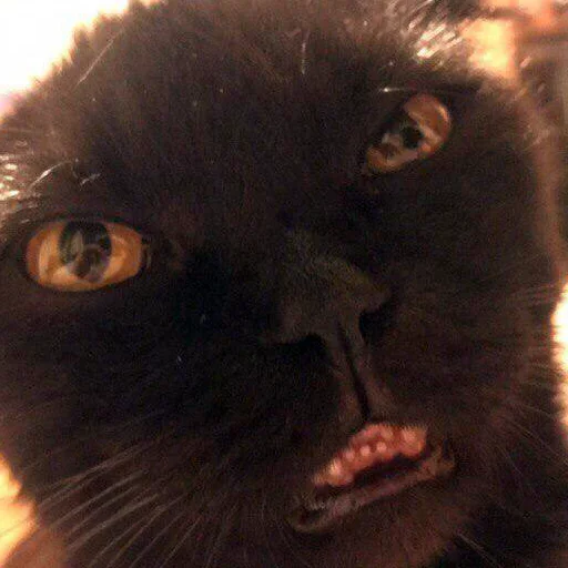 mammal animal small to medium-sized cats