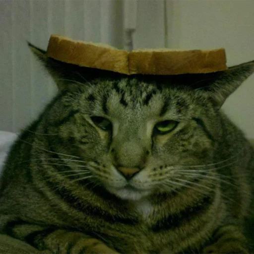 small to medium-sized cats whiskers felidae