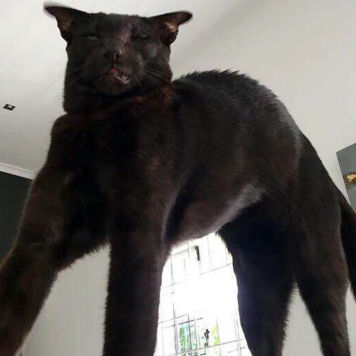 animal mammal indoor