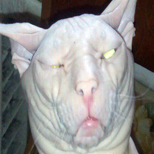 mammal animal indoor