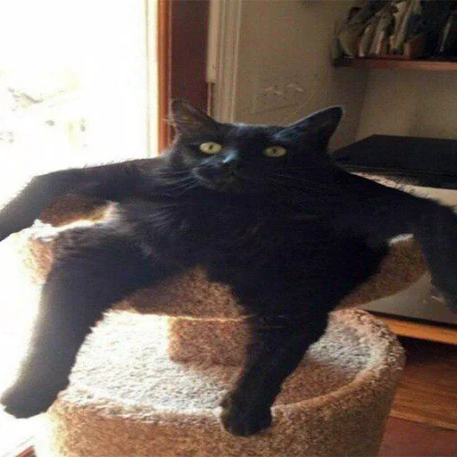 indoor small to medium-sized cats felidae