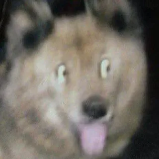 @zookek - животное