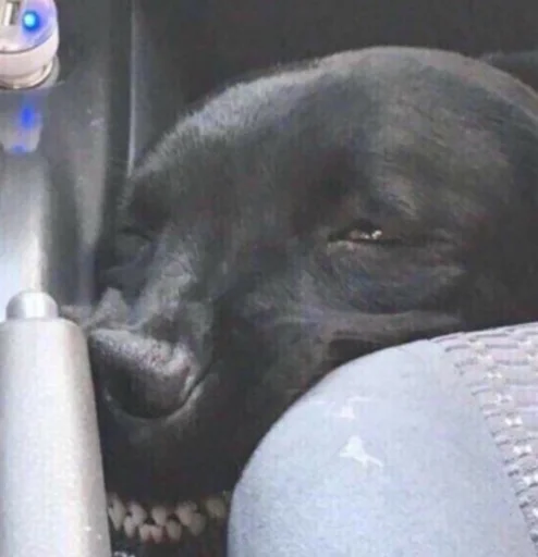 млекопитающее животное собака