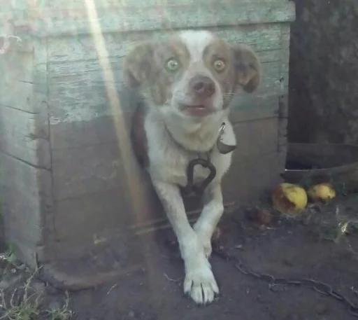 млекопитающее порода собак собака