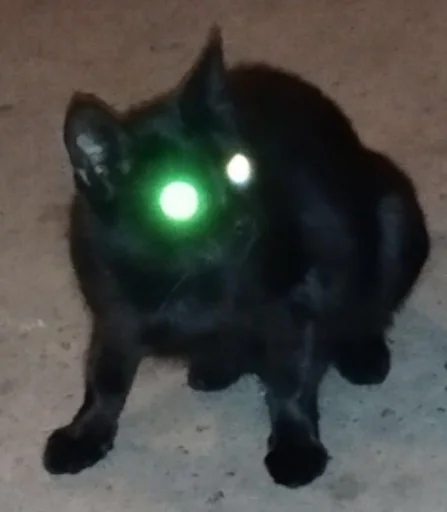 животное млекопитающее домашняя кошка