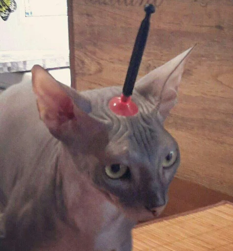 млекопитающее животное комнатный