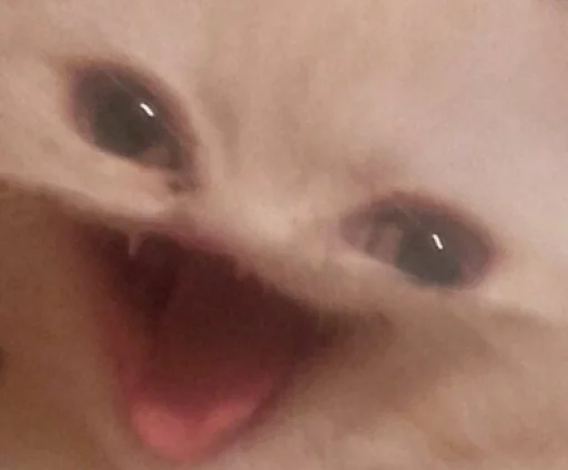 Макросъемка животное млекопитающее