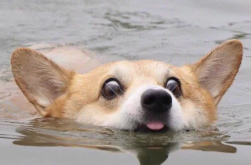 млекопитающее животное порода собак