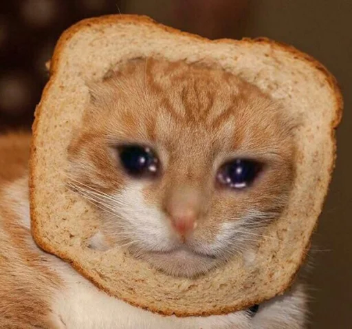 кошка животное хлеб