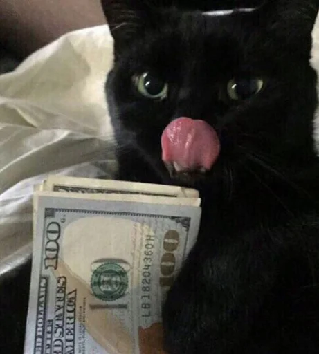 кошка животное млекопитающее