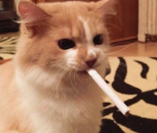 комнатный кошки малого и среднего размера кошка