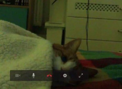 комнатный кошка домашнее животное