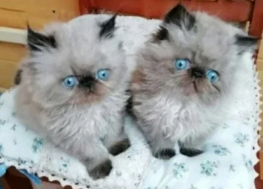 животное кошка млекопитающее