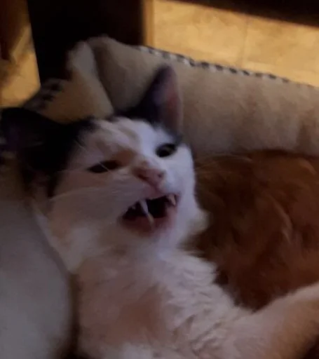 животное млекопитающее кошка