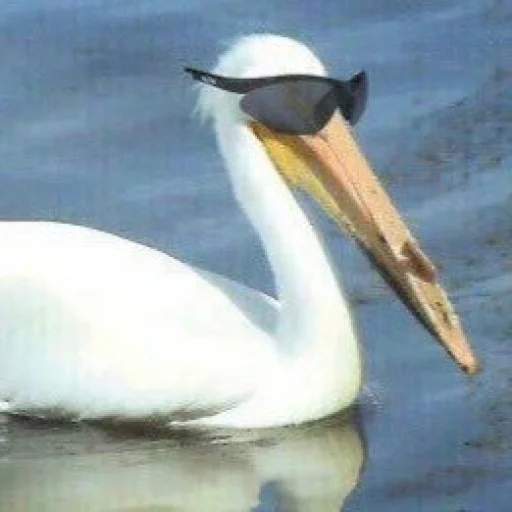 водная птица животное птица