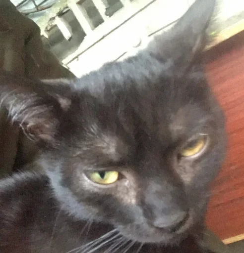 животное млекопитающее кошки малого и среднего размера