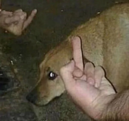 млекопитающее животное земля