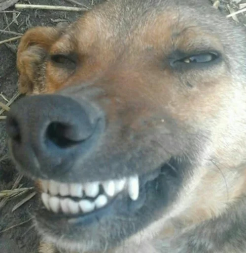 млекопитающее животное собака