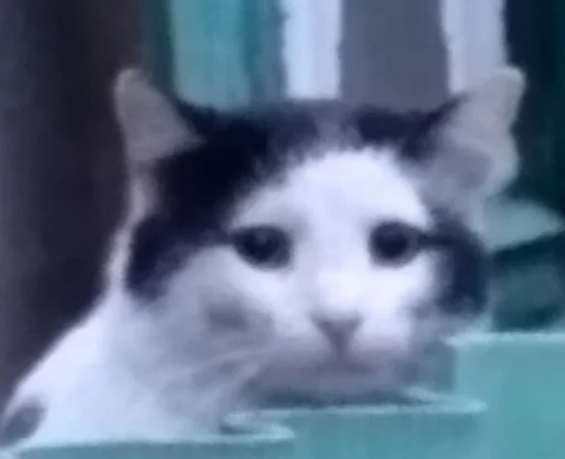 животное млекопитающее домашняя кошка