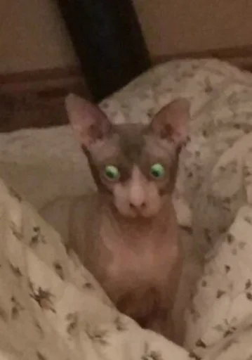 кошка животное млекопитающее