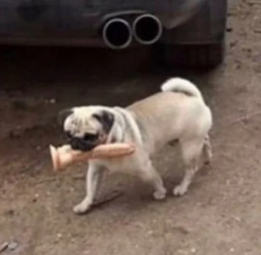 млекопитающее животное земля