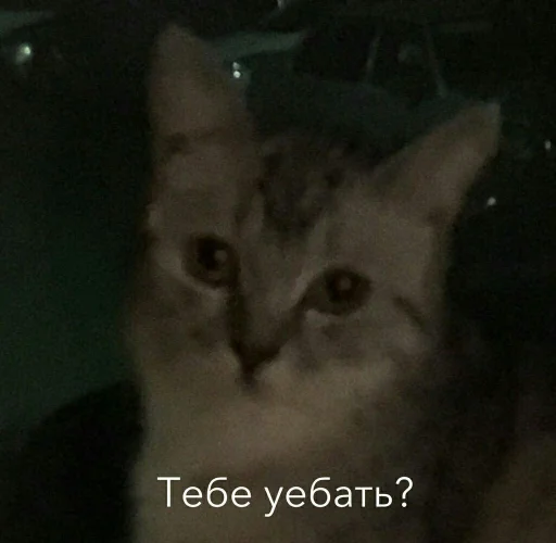 Sticker коробочка @zookek - 8