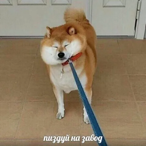 Sticker коробочка @zookek - 4