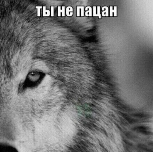 Sticker коробочка @zookek - 3