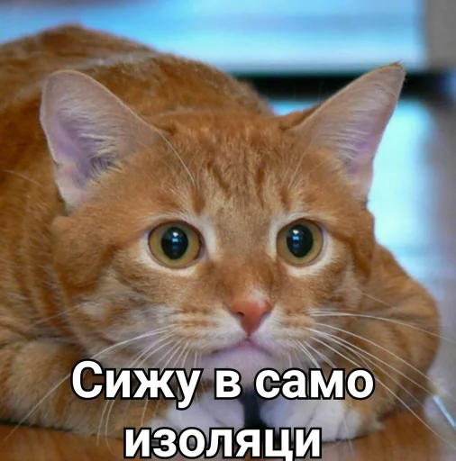 Sticker коробочка @zookek - 2