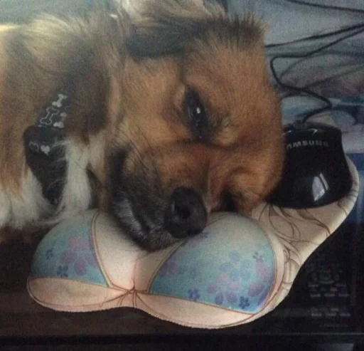 pet dog breed indoor